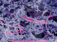 New biomaterial regrows damaged cartilage in joints
