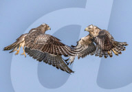 FEATURE - SN_BUZZARDS_DANCE_01