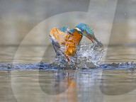 FEATURE - SN_KINGFISHER_LOSS_01
