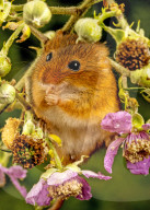 FEATURE - Diese winzigen Nagetiere fressen gerne Brombeeren