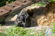 Gorilla Toni celebrates 50th birthday at Kyiv Zoo