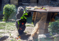 Gorilla Toni celebrates 50th birthday at Kyiv Zoo