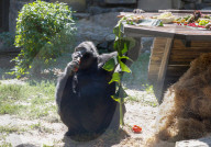 Gorilla Toni celebrates 50th birthday at Kyiv Zoo
