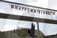 Gorilla Toni celebrates 50th birthday at Kyiv Zoo