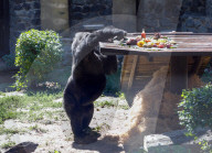 Gorilla Toni celebrates 50th birthday at Kyiv Zoo