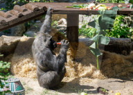 Gorilla Toni celebrates 50th birthday at Kyiv Zoo
