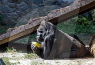 Gorilla Toni celebrates 50th birthday at Kyiv Zoo