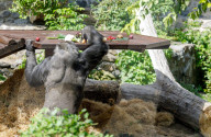 Gorilla Toni celebrates 50th birthday at Kyiv Zoo