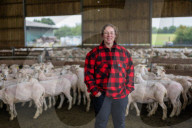 'I feel like I've been run over by a tank': Scottish woman breaks world sheep-shearing record