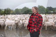 'I feel like I've been run over by a tank': Scottish woman breaks world sheep-shearing record