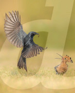 FEATURE - Der Schwarzdrongo stiehlt dem Wiedehopf in Guptipara das Futter.