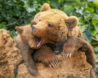 FEATURE - Mama Bär hat sich übernommen