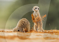 FEATURE - Ein Erdmännchen schleudert Sand 