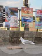 How St Ives became patient zero of British overtourism