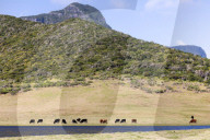 They're 600km off the coast, but farmers on Lord Howe Island say 'we can't compete with Woolworths'