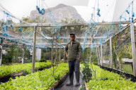 They're 600km off the coast, but farmers on Lord Howe Island say 'we can't compete with Woolworths'