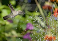 FEATURE - Ein Kolibri pflückt Wassertropfen aus der Luft
