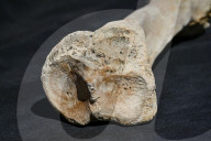Mammoth bones found on river bank in Ukraine
