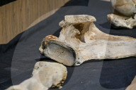 Mammoth bones found on river bank in Ukraine