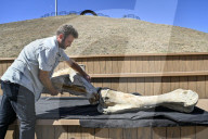 Mammoth bones found on river bank in Ukraine