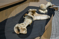 Mammoth bones found on river bank in Ukraine