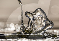 FEATURE - SN_WATER_BIRD_FORM_01