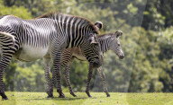 FEATURE - Ein britischer Zoo feiert die Geburt eines vom Aussterben bedrohten Grevy-Zebras