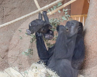 FEATURE - Ein Gorillababy übt Akrobatik, die einer Olympiamedaille würdig ist