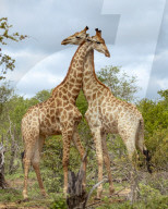 FEATURE -  Ein junges Giraffenpaar in Symmetrie