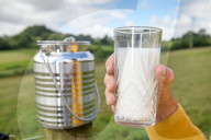 Clean and bright or cloying and musky? Horse milk ice-cream taste test.
