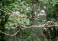 FEATURE - Ein gieriges Pantherchamäleon schnappt sich einen Snack direkt vor den Augen eines ahnungslosen Frosches