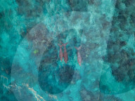 'We rarely see them now': just how vulnerable are Vanuatu's dugongs?