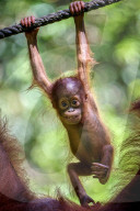 FEATURE -  Eine Orang-Utan-Mutter und ihr Baby verbringen viel Zeit miteinander