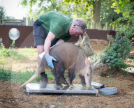 ZSL Whipsnade Zoo’s 10,000 animals step up for their annual weigh-in at the UK’s largest Zoo, near Dunstable, Bedfordshire, UK.