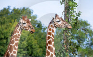 ZSL Whipsnade Zoo’s 10,000 animals step up for their annual weigh-in at the UK’s largest Zoo, near Dunstable, Bedfordshire, UK.