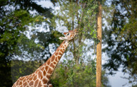 ZSL Whipsnade Zoo’s 10,000 animals step up for their annual weigh-in at the UK’s largest Zoo, near Dunstable, Bedfordshire, UK.