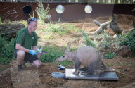 ZSL Whipsnade Zoo’s 10,000 animals step up for their annual weigh-in at the UK’s largest Zoo, near Dunstable, Bedfordshire, UK.