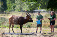 ZSL Whipsnade Zoo’s 10,000 animals step up for their annual weigh-in at the UK’s largest Zoo, near Dunstable, Bedfordshire, UK.