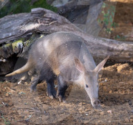 ZSL Whipsnade Zoo’s 10,000 animals step up for their annual weigh-in at the UK’s largest Zoo, near Dunstable, Bedfordshire, UK.