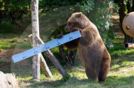 ZSL Whipsnade Zoo’s 10,000 animals step up for their annual weigh-in at the UK’s largest Zoo, near Dunstable, Bedfordshire, UK.