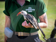 ZSL Whipsnade Zoo’s 10,000 animals step up for their annual weigh-in at the UK’s largest Zoo, near Dunstable, Bedfordshire, UK.