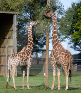 ZSL Whipsnade Zoo’s 10,000 animals step up for their annual weigh-in at the UK’s largest Zoo, near Dunstable, Bedfordshire, UK.