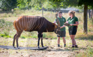 ZSL Whipsnade Zoo’s 10,000 animals step up for their annual weigh-in at the UK’s largest Zoo, near Dunstable, Bedfordshire, UK.