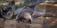 ZSL Whipsnade Zoo’s 10,000 animals step up for their annual weigh-in at the UK’s largest Zoo, near Dunstable, Bedfordshire, UK.