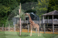 ZSL Whipsnade Zoo’s 10,000 animals step up for their annual weigh-in at the UK’s largest Zoo, near Dunstable, Bedfordshire, UK.