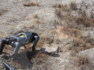 Pest detecting robot dog