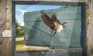 FEATURE - SN_BARN_SWALLOW_DOOR_03