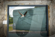 FEATURE - SN_BARN_SWALLOW_DOOR_04