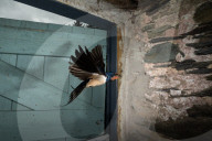 FEATURE - SN_BARN_SWALLOW_DOOR_06