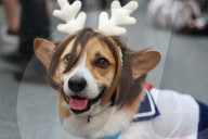 FEATURE - Cosplayer treffen sich auf der Anime in NYC